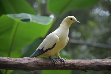 white and yellow parrot