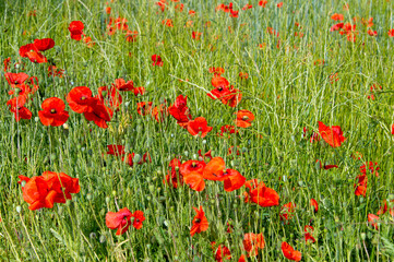 champs de coquelicot