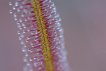 pink flower macro