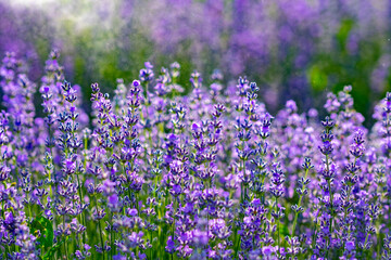 beautiful fragrant lavender flowers on the green plain where insects fly