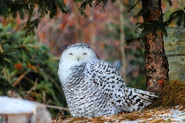 Snowy owl