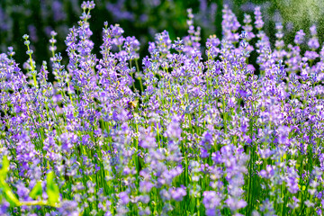 Obraz na płótnie Canvas beautiful fragrant lavender flowers on the green plain where insects fly