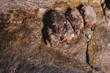 A group of brown bats sleeps on the ceiling of a rock cave. Wild little bats of the North Caucasus