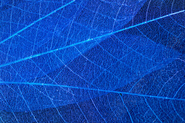 Fototapeta na wymiar Abstract Macro blue skeleton leaves background texture