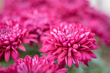 Close up of brilliant magenta flowers.