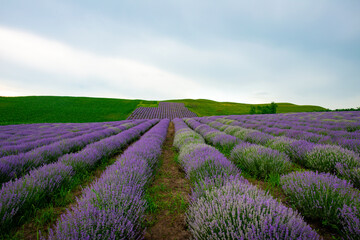 Fototapeta na wymiar beautiful fragrant lavender flowers on the green plain where insects fly