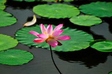 pink lotus flower