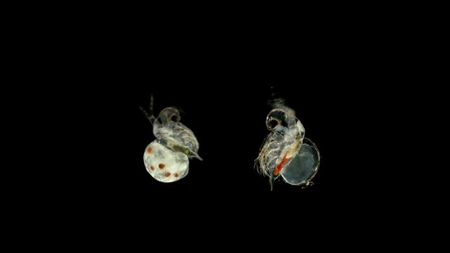 water flea Polyphemus pediculus under a microscope, predatory, detachment Cladocera, stands out with its large eye, which is looking for its victim. Very fast moving and social life, on the video is a