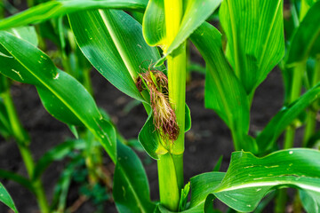 Naklejka premium Field of young corn