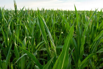 Field of young corn
