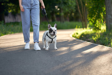 French bulldog walking on leash in park. © serhiibobyk