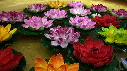 Multiple colored Nelumbo flowers known as Lotus floating in water in copper vase, sacred plant in Hinduism