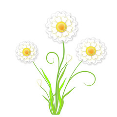 Bouquet of camomiles, object isolated and vector format