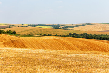 Fototapeta na wymiar mown field on a bright autumn day. Collect grain harvest. Farming, idyll landscape background