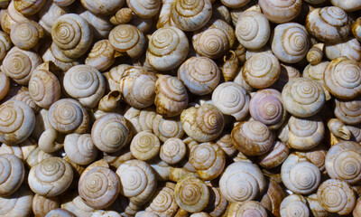 Background from snail shells, shell background. Lots of snail shells.