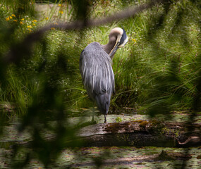 great blue heron in the water