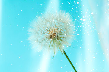 Creative summer concept with white dandelion inflorescences and shadow on blue background. Close-up