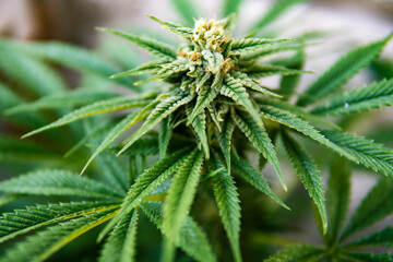 Planta de hierba (marijuana) en etapa de floración