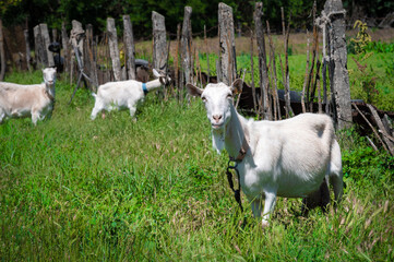 Two white goats on a leash with collars graze next to a rural fence on green grass on a sunny day. concept of farming and livestock farming close-up