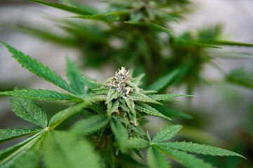 Planta de hierba (marijuana) en etapa de floración