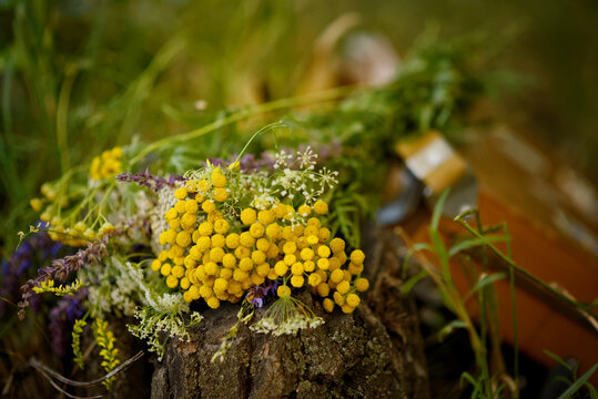 Wildflowers Leat On A Log