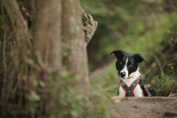 isolated black and white border collie in a harness standing on a dirt path hiking in the forest