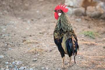 Nice red-crested rooster with walking alone in his farmyard