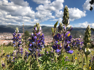 lavender field with blue sky