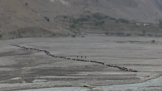 Troupeau de ch&egrave;vres en file indienne traverse une plaine. Ensemble pris en plong&eacute;e. Himalaya, N&eacute;pal.