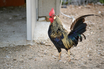 Nice red-crested rooster with walking alone in his farmyard
