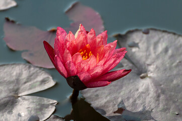 pink water lily