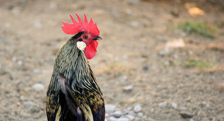 Nice red-crested rooster with walking alone in his farmyard