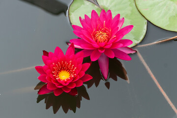 pink water lilies