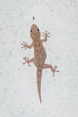 Tarentola mauritanica eating a fly
