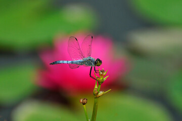 dragonfly on a flower with water lily as background