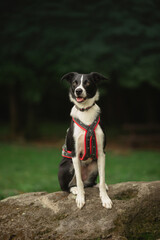 isolated black and white border collie in a harness sitting on a rock in a forest