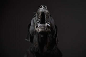 adorable old black labrador retriever dog in the studio against a dark background opening her mouth...