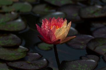 pink water lily with dark background
