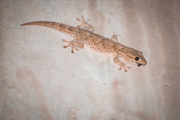 Tarentola mauritanica eating a fly
