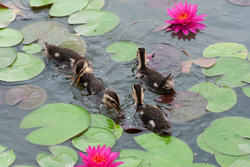 pink water lily and ducks