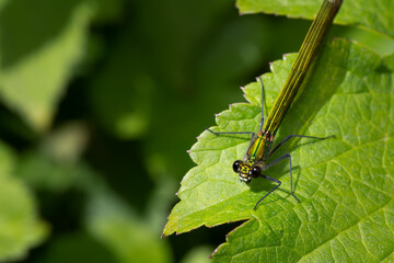 Female green Banded demoiselle damselfly, Calopteryx splendens, on green leaf in a UK garden. They are usually found near slow-flowing streams and rivers.