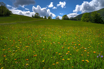 Spring meadow full of flowers. Meadow full of colorful flowers with dark blue sky and clouds.