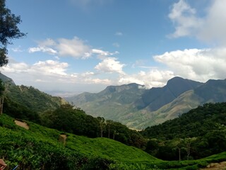 Fototapeta na wymiar Beautiful landscape of tea plantation in the Indian state of Kerala with selective focus. landscape of the city, Munnar with its tea planatation, valley and Nilgiri mountain ranges.