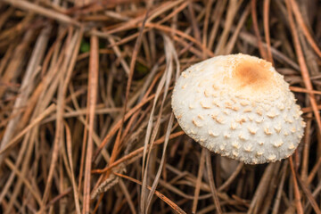 White toxic mushroom or poison mushroom or chlorophyllum molybdites mushroom with natural background