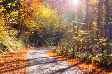 Fototapeta na wymiar autumn forest ray sunlight red yellow deep sun