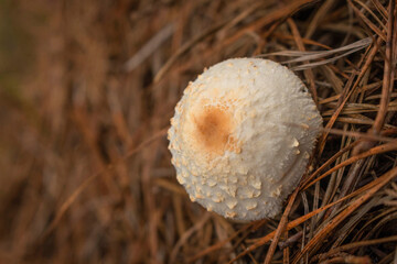 white toxic mushroom or poison mushroom or chlorophyllum molybdites mushroom with natural background