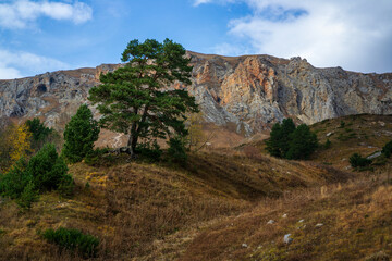 Tree and bushes near the mountains at autumn season
