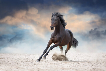 Naklejka na ściany i meble Bay stallion with long mane run fast against dramatic sky in dust