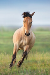 Buckskin Horse run gallop on spring green meadow