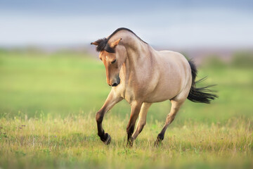 Buckskin Horse run gallop on spring green meadow